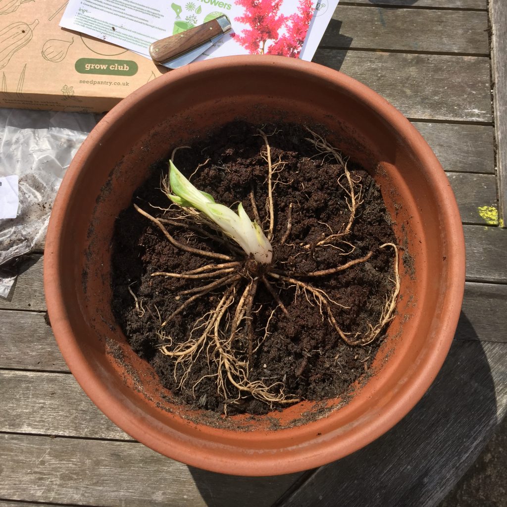 🌱 How to plant and care for Hosta Plants! 🌱 Seed Pantry Blog