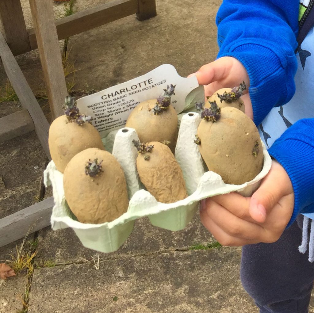 How to Chit and Grow Potatoes in containers Seed Pantry Blog