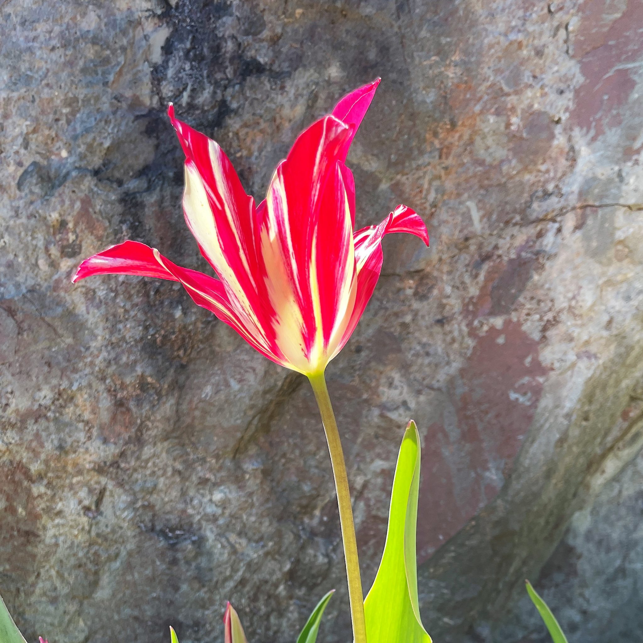 A Brief History of Tulip Mania Broken Bulbs that Broke the Bank